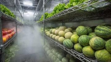 南沙生活体验:百元购大袋新鲜蔬菜不再是难题