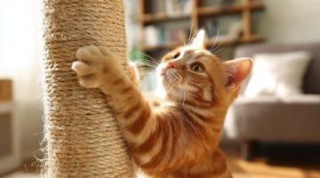 猫不太容易解决的问题,以下三点就算拿刀架在你的脖子上;