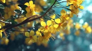 2025年湖南油菜花节3月17日启幕,共赏金色花海盛宴