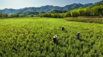 汉中市油菜花一日游攻略:梯田湖光山色美景全体验