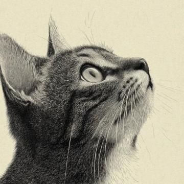 猫不太容易解决的问题,以下三点就算拿刀架在你的脖子上;