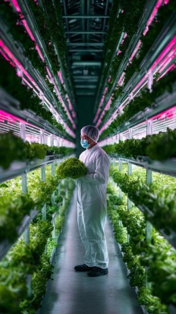 澳洲日志:水培九层塔绽放花朵の生命之美