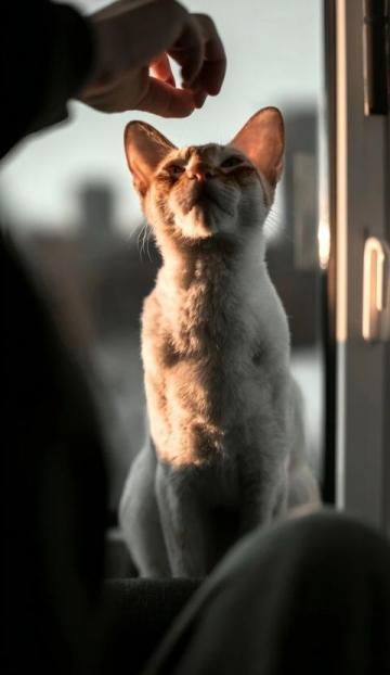 猫不太容易解决的问题,以下三点就算拿刀架在你的脖子上;