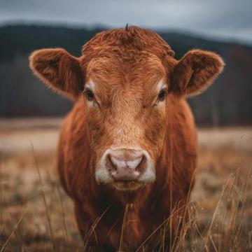 2025年驴肉价格飙升,驴肉火烧比奶茶还贵!背后真相揭秘