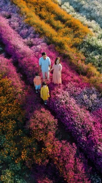 长春花观赏指南:四季开花、色彩斑斓的美丽花卉