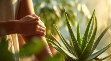 五种创意食谱解锁芦荟的美味与营养