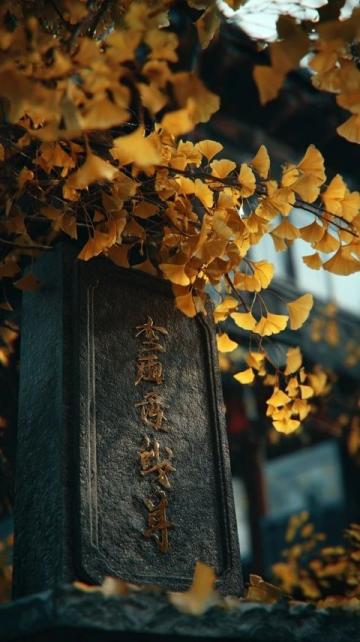 新疆秋季来临，金黄白桦林等你探索，摄影爱好者的天堂