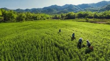 千年古韵新生,灌阳二月八农具节再现辉煌