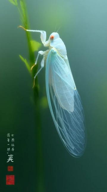 清风梳柳细雨润花:传统对联文化的现代传承与发展