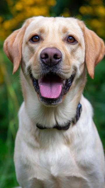 如何有效护理拉布拉多犬的牙齿健康？