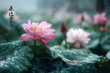 怀柔雁栖湖一日游:阴雨微风,家庭亲子采摘槐花马兰花