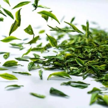 安吉白茶: 品尝头采的生机与活力