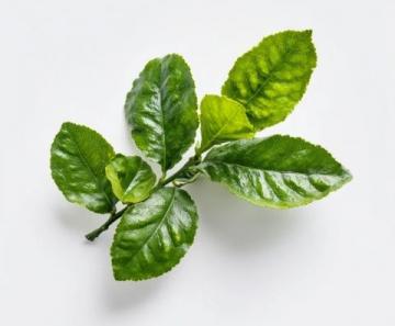 如何用小苏打焯煮苎麻叶?这种方法比石灰更安全有效