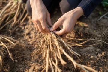 百科冷知识:莲藕种植方法详解