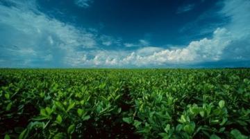 豆油技术分析:供应充足需求疲软下的价格走势判断