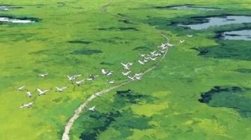 湖北养鹅场5000只鹅苗因秸秆焚烧全遇难,经济损失超40万