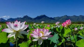 百科冷知识:莲藕种植方法详解