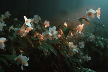 心驰神往!广西横州茉莉花之旅不容错过