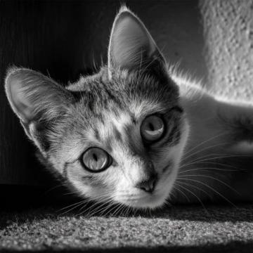 猫不太容易解决的问题,以下三点就算拿刀架在你的脖子上;