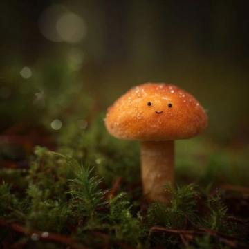 收到女儿赠送的灵芝,漫步小区欣赏花景,感叹生命与情感的真谛