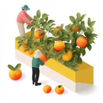 耙耙柑果实膨大期管理:藻邦农方案助成果实累累