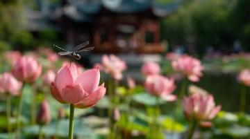 菏泽万亩荷塘是鲁西南地区夏季赏荷、生态体验的热门目的地