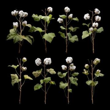 我的棉四情节