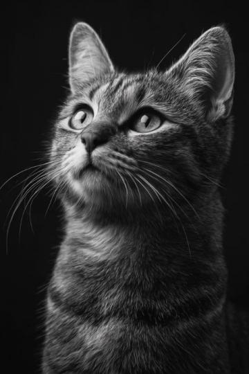 猫咪行为常识(猫咪行为解密)