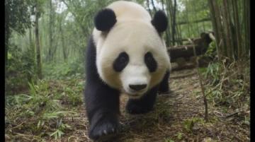 成都游新体验：探索历史文化和城市风光，或亲近自然与大熊猫亲密接触