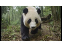 成都游新体验：探索历史文化和城市风光，或亲近自然与大熊猫亲密接触