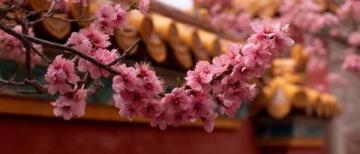 春暖花开，来东莞玩吧！