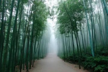 云南旅游必去：玉溪峨山竹海探险之旅