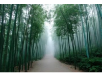 云南旅游必去：玉溪峨山竹海探险之旅