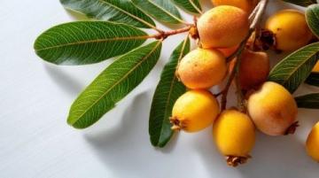 苏州枇杷跨越千里的甜蜜