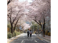 
春日浪漫打卡：白木香花王绽放信义坊，一日游赏花好去处