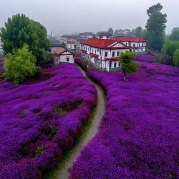 春天必游:英雄城南昌的花海湖光,22℃柔情等待您的心动瞬间