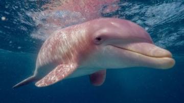 大开眼界!揭秘水豚泡温泉、土拨鼠打斗背后的生物奥秘