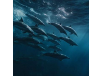 大开眼界！揭秘水豚泡温泉、土拨鼠打斗背后的生物奥秘