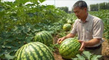 这个大爷真善良!山东济宁icon,女生在路边摆摊卖西瓜