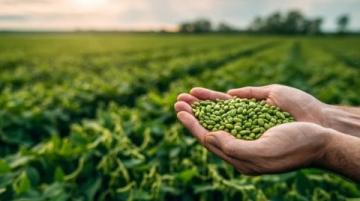 科学农业管理实践提升黄豆高产优质种植技巧