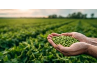 科学农业管理实践提升黄豆高产优质种植技巧