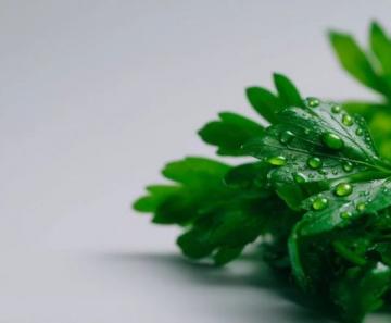 芹菜与芹叶:一字差异,营养迥异,一探究竟!