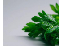 芹菜与芹叶：一字差异，营养迥异，一探究竟！