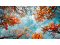 立秋生活小常识立秋仪式感立秋感悟立秋虽是一个秋已立、暑难消的