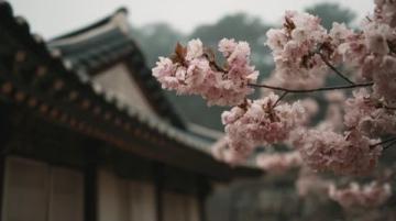 春暖花开赏花季之怀柔篇