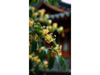 春暖花开赏花季之怀柔篇