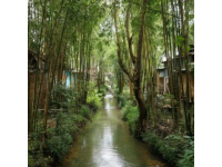 宝贝们，今日要带您去逛一趟迷人的龙岩森林水乡