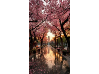 全球赏樱胜地精选：领略樱花之美，不容错过的国内外绝佳去处