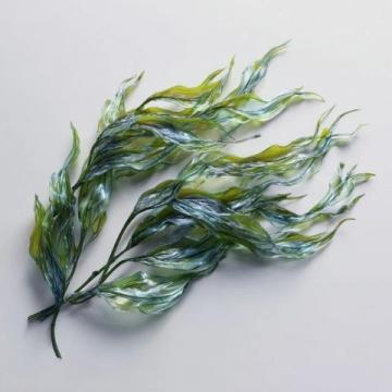 今日续更，科普一篇关于海豆的知识,所谓海豆是海里生长的植物