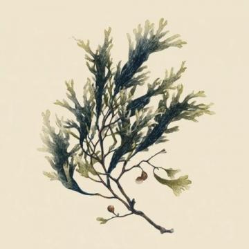 今日续更，科普一篇关于海豆的知识,所谓海豆是海里生长的植物